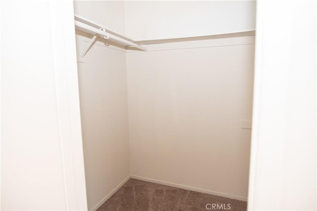 spacious closet featuring carpet floors