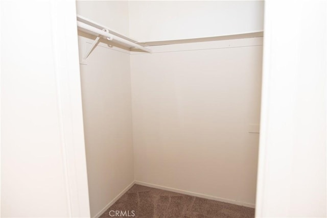 walk in closet with carpet flooring