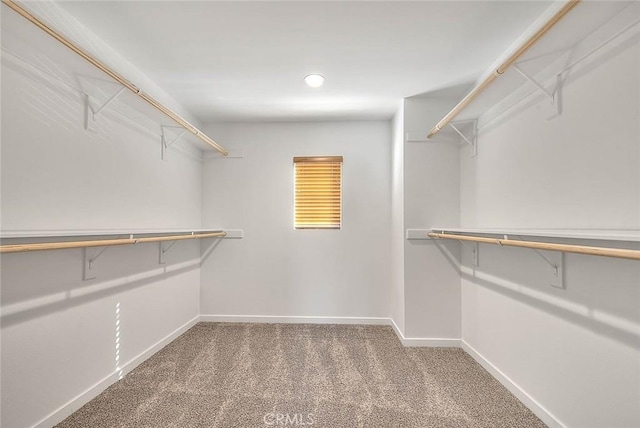 walk in closet with carpet floors