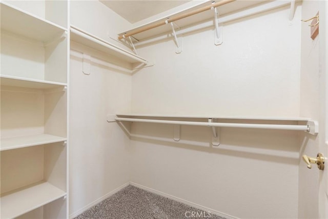 walk in closet with carpet flooring