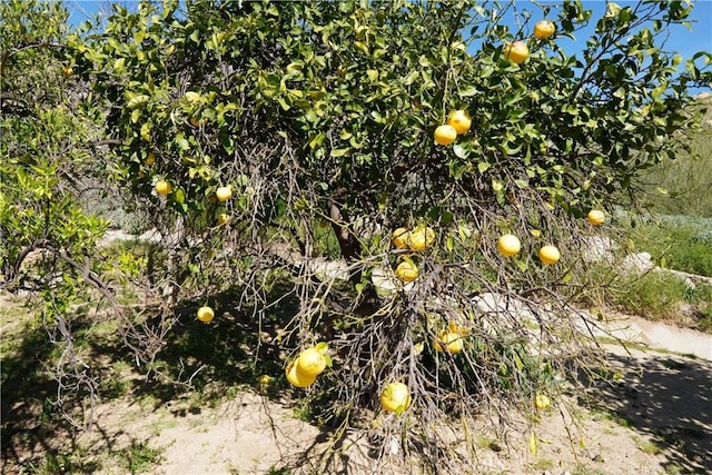 view of nature