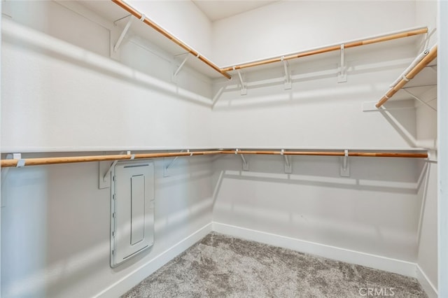 walk in closet with electric panel and carpet flooring