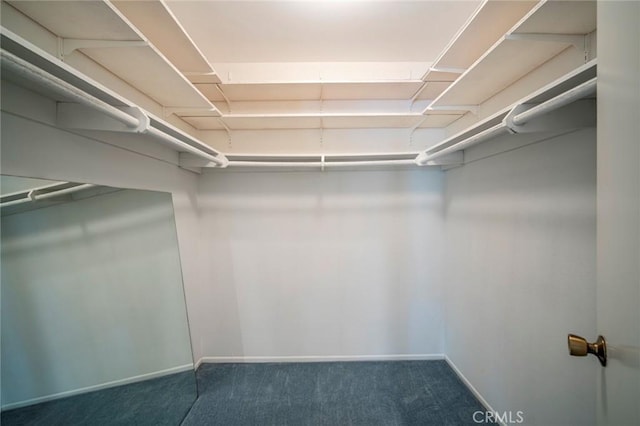 spacious closet featuring carpet flooring