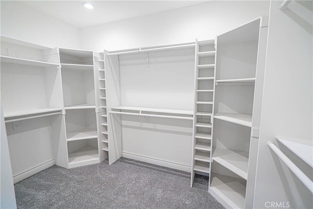 spacious closet featuring carpet