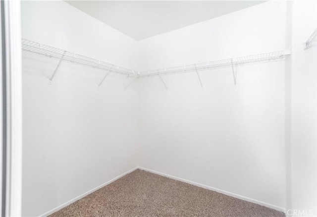 spacious closet featuring carpet floors