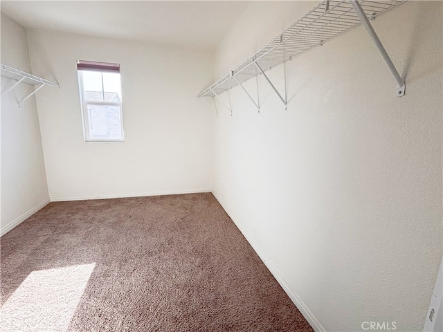 walk in closet featuring carpet flooring