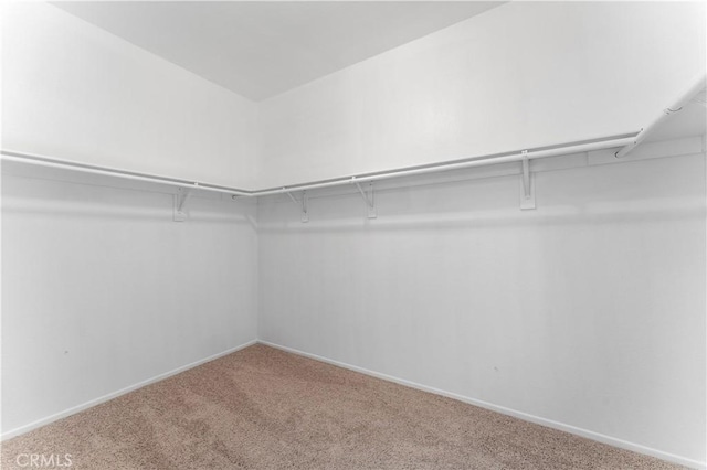 spacious closet featuring carpet floors