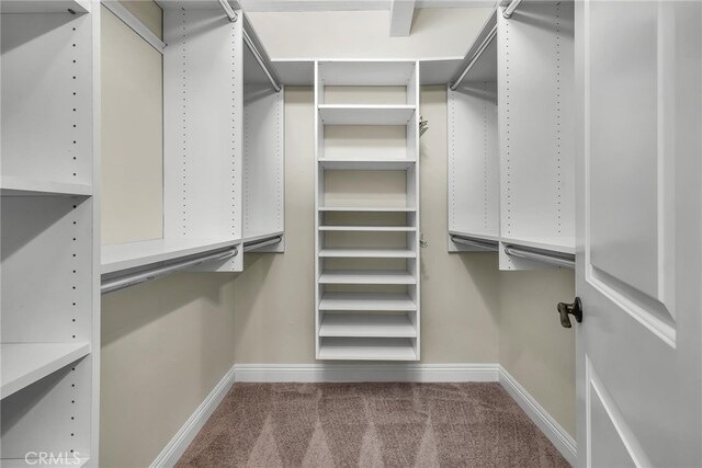 spacious closet featuring carpet floors