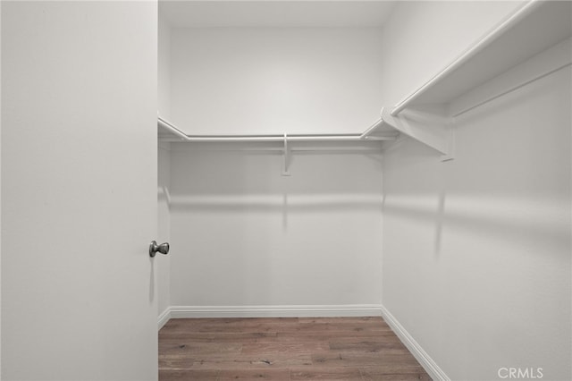 spacious closet featuring dark hardwood / wood-style flooring