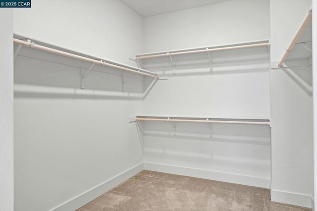 spacious closet featuring light colored carpet