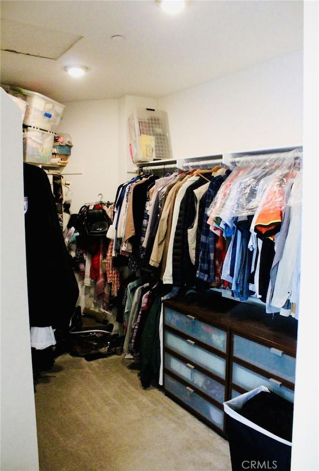 spacious closet featuring carpet floors