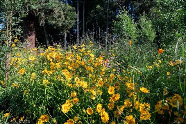 view of nature