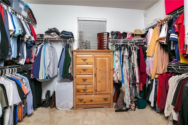 spacious closet featuring carpet flooring