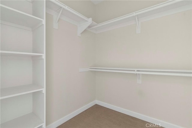 walk in closet featuring carpet flooring