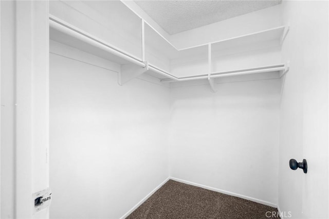 spacious closet featuring carpet flooring