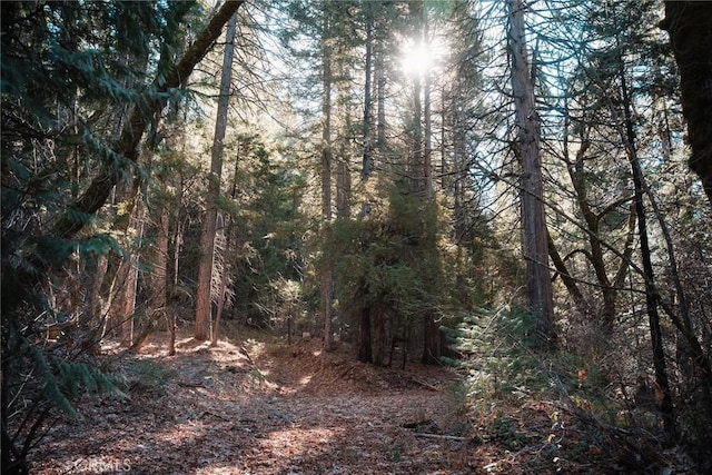 view of local wilderness