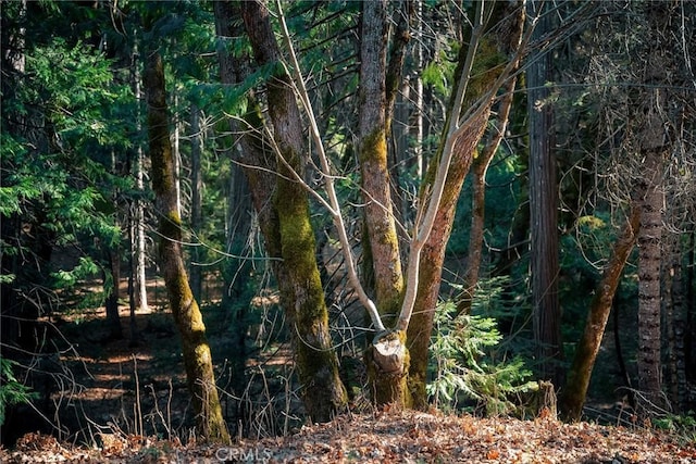 view of local wilderness