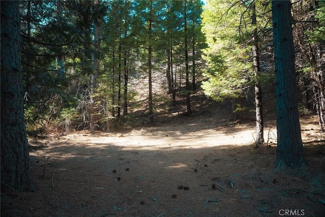 view of local wilderness