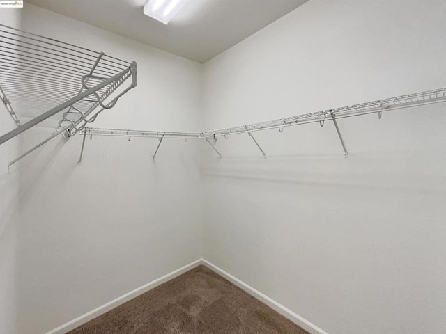 spacious closet featuring carpet