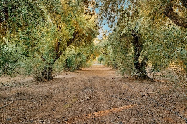 view of local wilderness