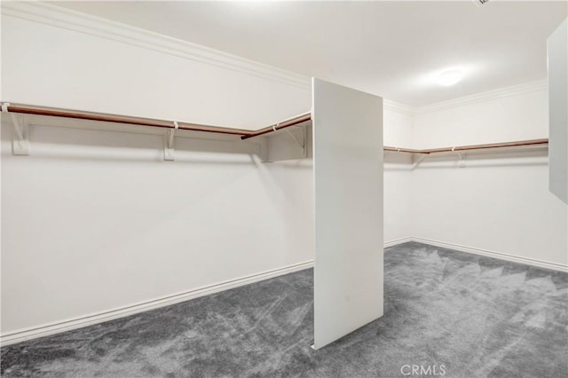 walk in closet with dark colored carpet