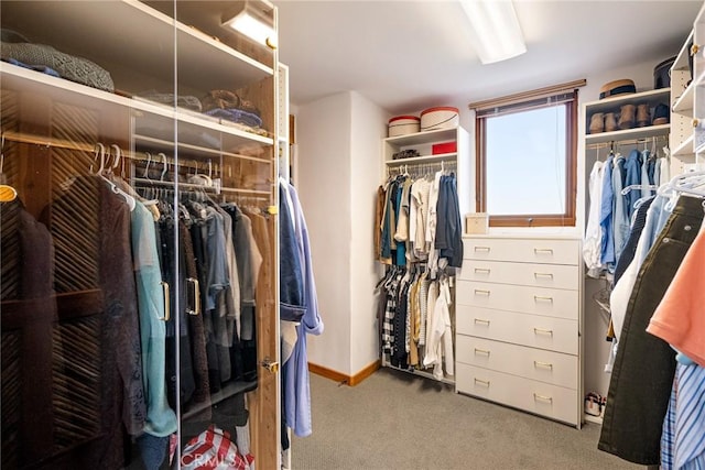 spacious closet featuring carpet