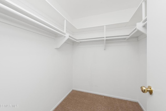 spacious closet with carpet flooring