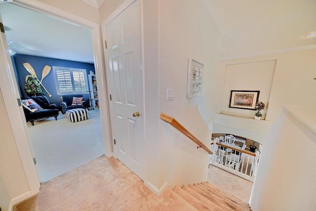 stairway with crown molding and carpet floors