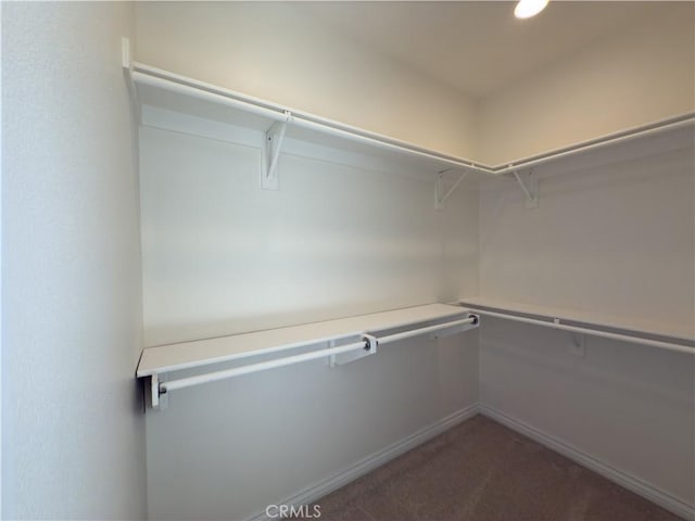 walk in closet with carpet floors