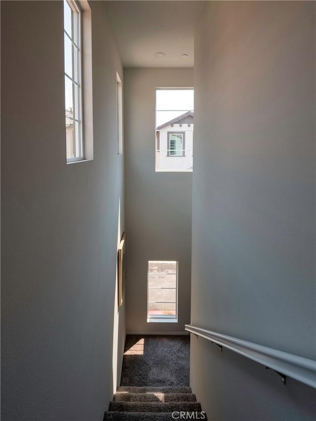 stairway featuring carpet