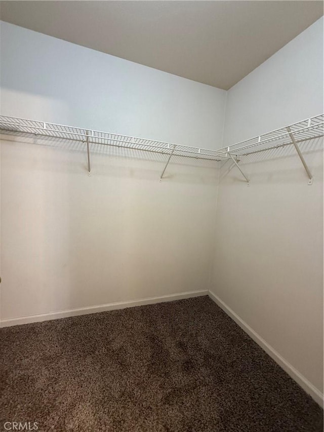 spacious closet featuring carpet floors