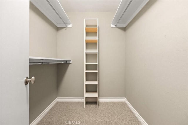 walk in closet featuring carpet floors