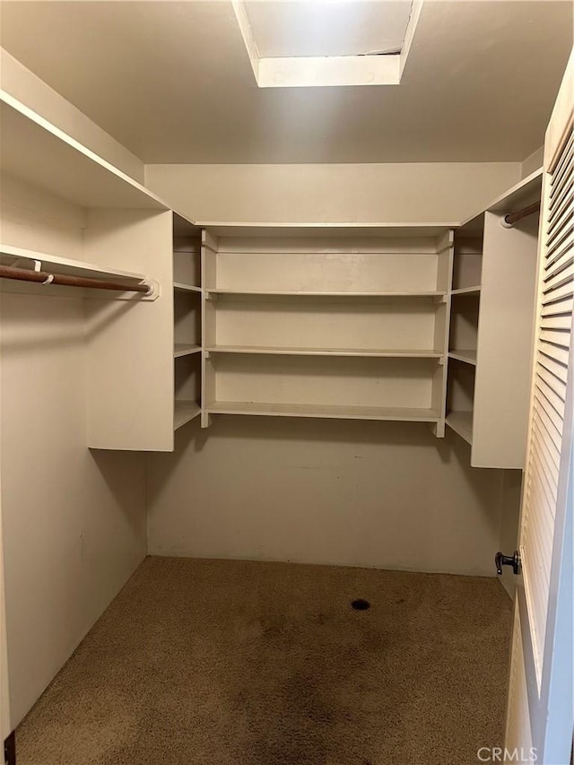 spacious closet featuring carpet