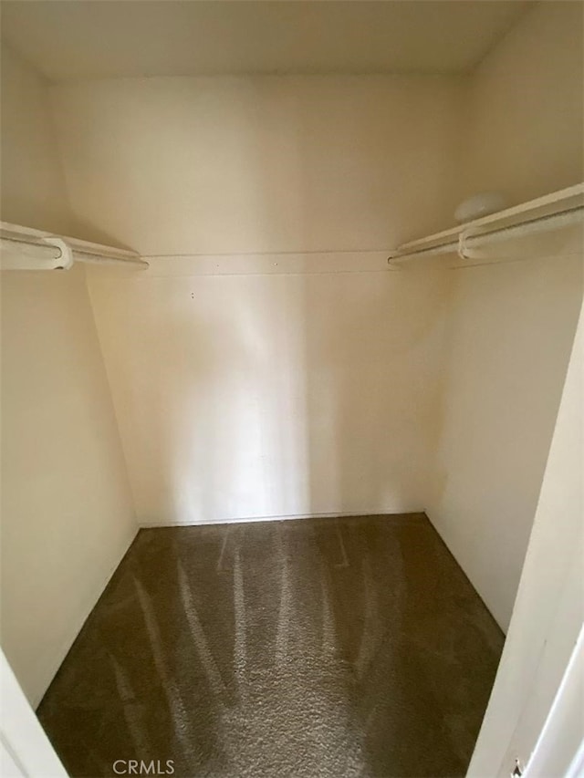 spacious closet featuring carpet flooring