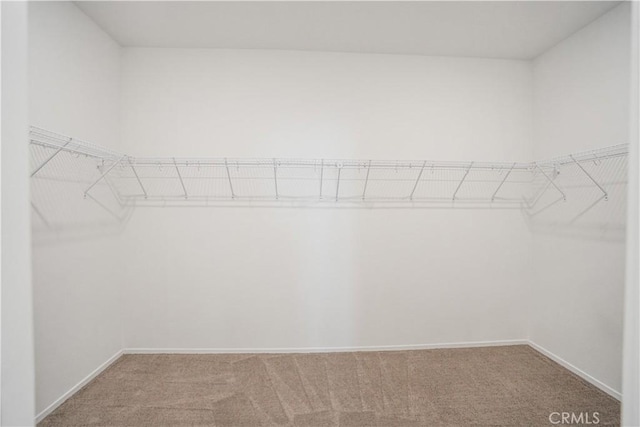 walk in closet with carpet floors