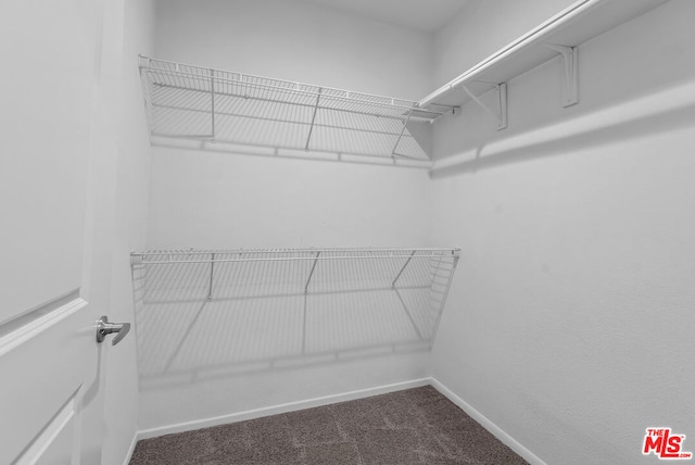 walk in closet featuring carpet flooring