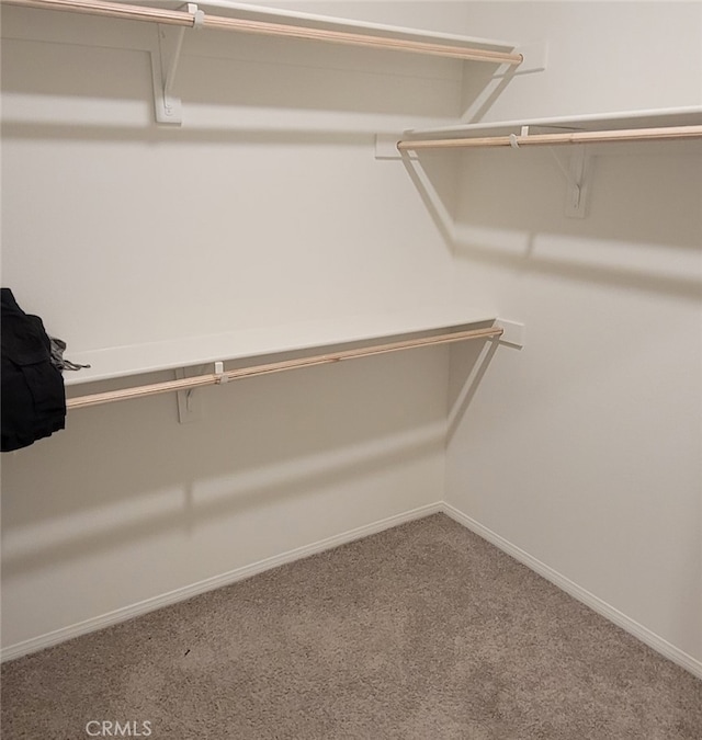 spacious closet featuring carpet