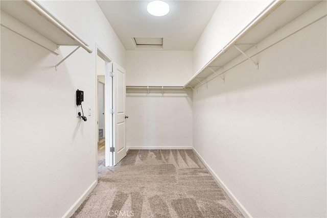 walk in closet featuring attic access and carpet