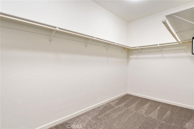 walk in closet featuring dark colored carpet