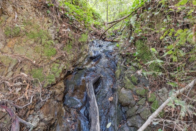 view of local wilderness