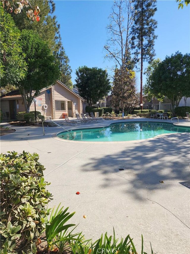 view of pool featuring a patio