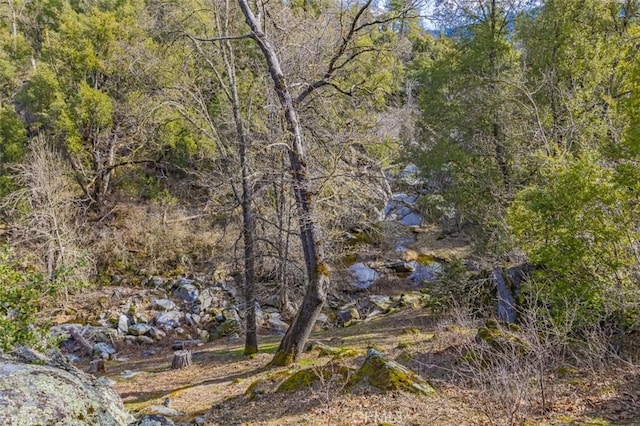 view of local wilderness