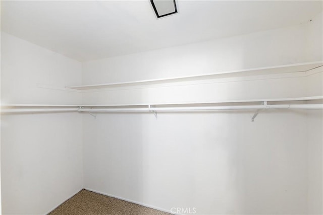 spacious closet with carpet floors