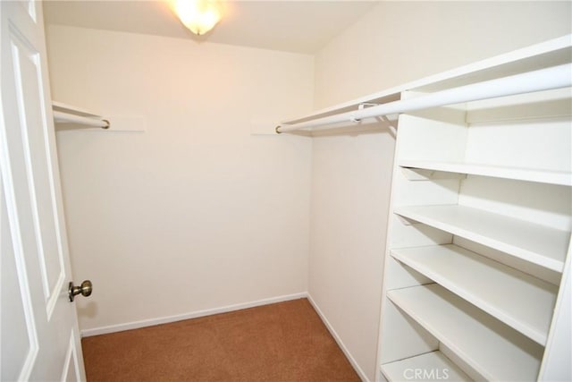 spacious closet featuring carpet flooring