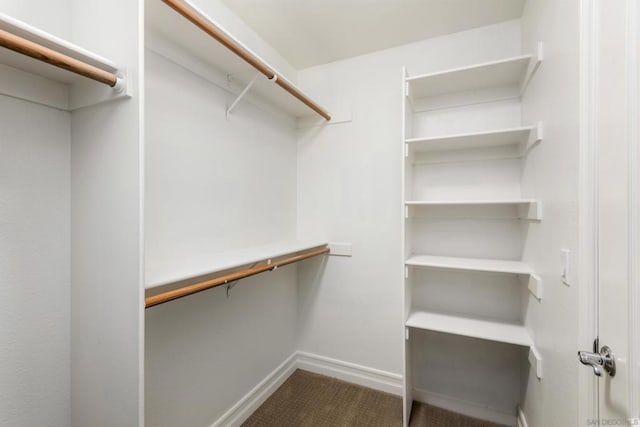 walk in closet featuring carpet floors