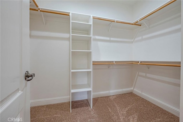 walk in closet with carpet flooring