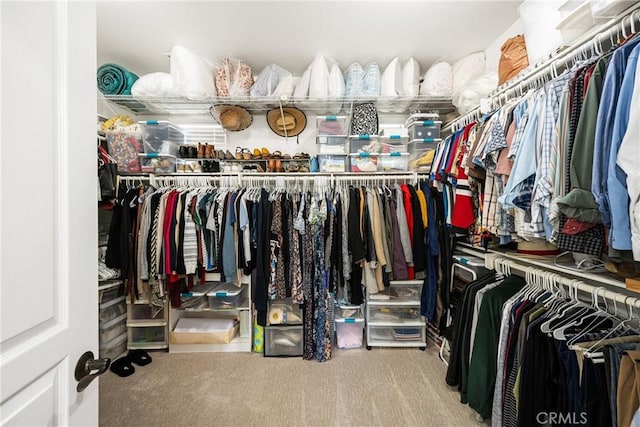 walk in closet featuring carpet