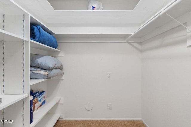 spacious closet featuring carpet flooring