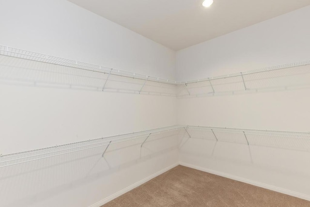 spacious closet featuring carpet floors