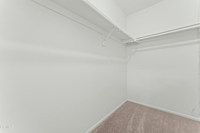 walk in closet featuring carpet flooring